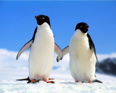 Обновления Penguin и Panda от Google: как выжить в новом мире?